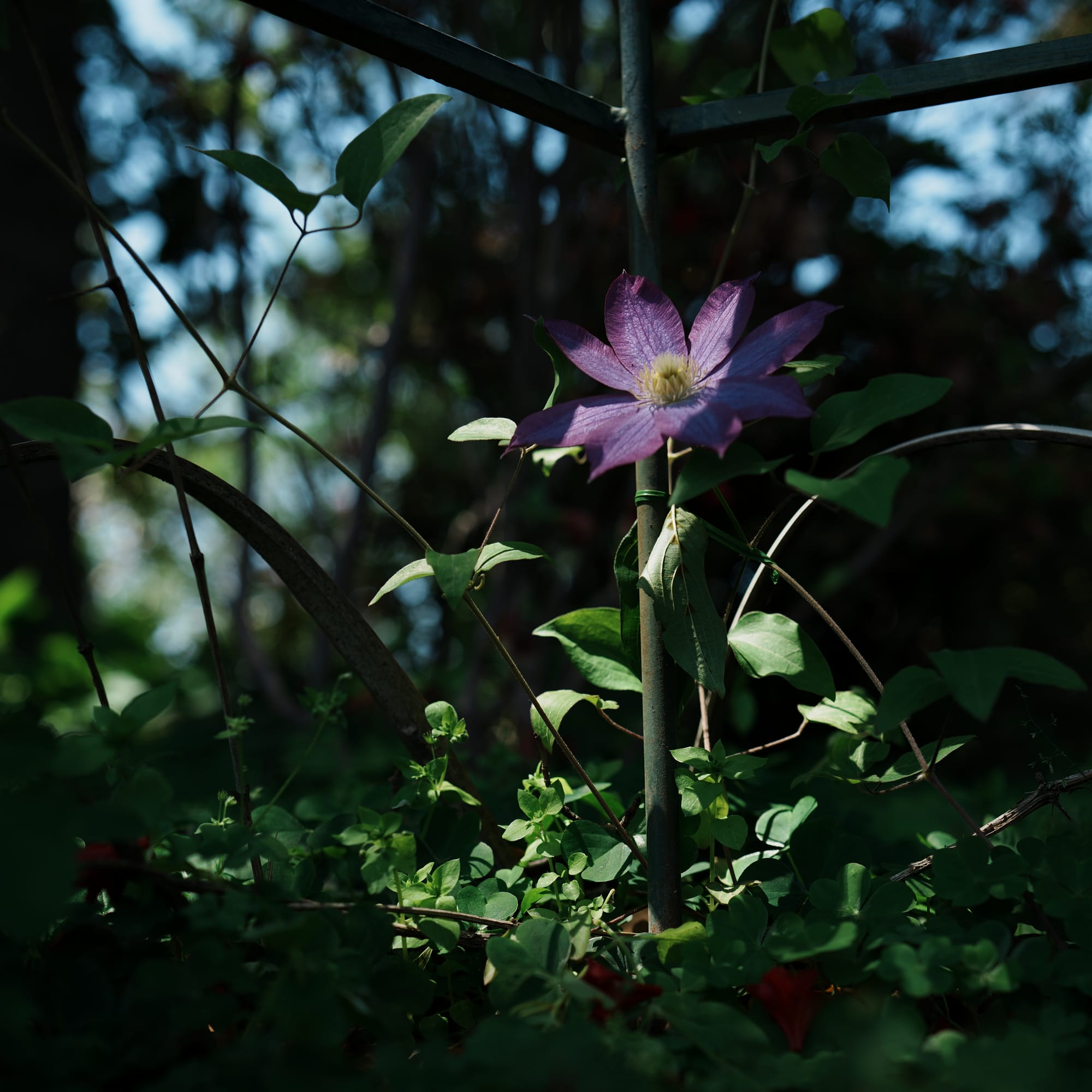 木漏れ日の中に咲く紫色の花